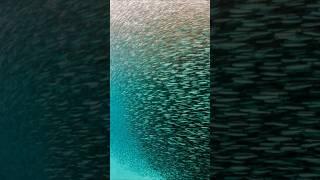 Incredible Sardine Storm in Cebu 難以置信的沙丁魚風暴  #travel  #philippines  #shorts  #sea  #diving #cebu