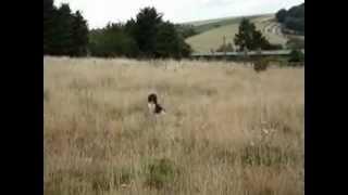 Gundog Training. Poppy the spaniel quartering, sitting to flush, steadiness & retrieving.