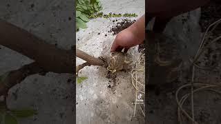 الترقيد الهوائي لشجرة اللوز🪴 #farmer #fypシ #nature #tree #الزراعه #طبيعة #نباتات_الزينة #farming