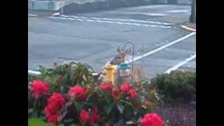 Town deer...Silly deer :D