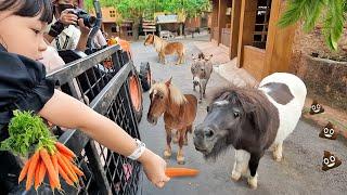 Kasih Makan Kuda Mini, Rusa Raksasa dan Bison - Mengenal Binatang Lucu untuk Anak