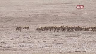 The Grand Migration of Tibetan Takin Cubs on the Plateau