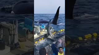 Big Shark  #shark #ocean #whale #fish #dolphin #shortsviral #nature #yearofyou #epic #fishing