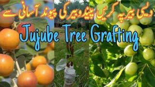 Jujube Tree Grafting at home | Jujube wedge Grafting | Gardening and Junk Art