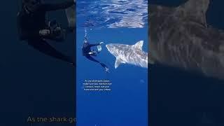 POV: You’re a professional shark diver for a living 