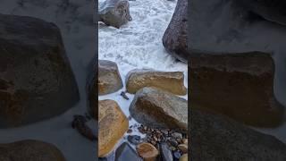 Grammoceras Ammonite saved from the Sea!  #fossilhunting #fossils #shorts #coast #rock #ammonite