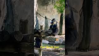 Fort Worth Zoo | Fort Worth Blog