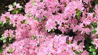 The Grumpy Gardener's Best Pruning Tips | Southern Living