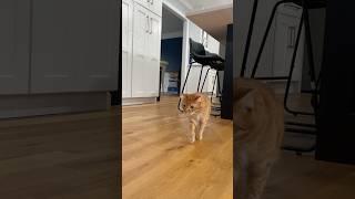 catnip bubble machine 