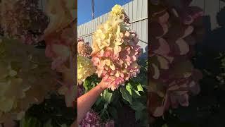 Хотите граффити в саду? (Hydrangea paniculata `Graffiti`)Граффити от селекционера Гвидо Руветт.