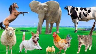 Beautiful Animal Moments - Dog, Cat, Chicken, Elephant, Cow, Sheep - Animal Sounds