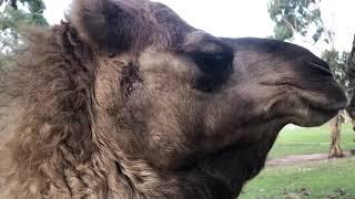 Milkshake and Catapult our rescue camels running for dinner time #camel #camels #animalrescue