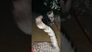Дикое, но симпатишное  #кот #кузяка #привидение