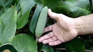 How to tell Monstera deliciosa from Philodendron bipinnatifidum