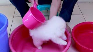 First Cute Pomeranian Puppy Bath | Funny Dogs Puppies | Min Puppy #6