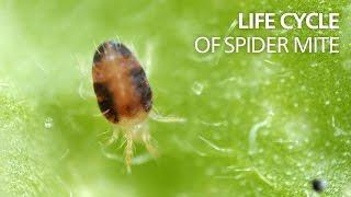 Life cycle of spider mite