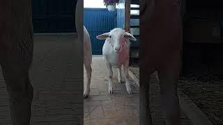 Ягнята Белого Дорпера,возраст от 80 до 100 дней️Lambs of the White Dorper, aged from 80 to 100 days