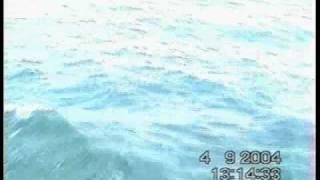 Dolphins. Black sea. Peninsula Tamansky. Дельфины.
