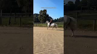 POV: every horse movie ever #horse #horsegirls #equestrianlife #horsegirl #horsebackriding #horses