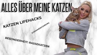 Alles über meine Katzen! Lifehacks, Zusammenführung und Daily Life | JUST LUCY