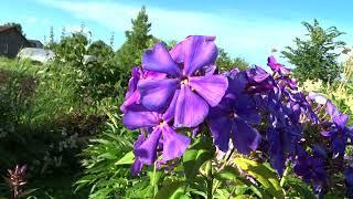 Флокс метельчатый Кобальт (Phlox paniculata Kobalt). -Константинова Е.А., 2003.