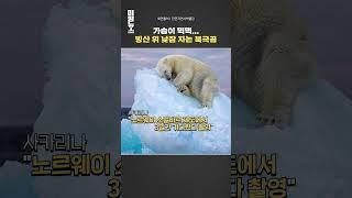 빙산 위 낮잠 자는 북극곰…올해의 야생사진 #shorts / 연합뉴스TV (YonhapnewsTV)