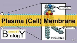 Plasma membrane / Cell Membrane (updated)