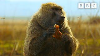 Baboon braves beehive in search for honey | Serengeti - BBC