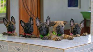 Malinois puppies are small predators ‍