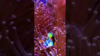 Zeroscope XL Clownfish Caribbean Reef