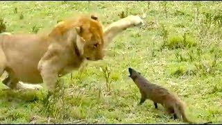 Ozzy Man Reviews: Mongoose vs Lions