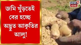 Potato Farming : জমি খুঁড়তেই বের হচ্ছে অদ্ভুত আকৃতির আলু, এ কী কাণ্ড Arambaghএ ! | Bangla News