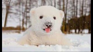 Urso polar se divertindo na neve