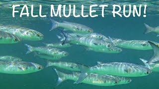 MULLET RUN BEACH SNOOK