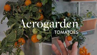 How to grow hydroponic Orange Hat Cherry Tomatoes indoors (aerogarden experiments)