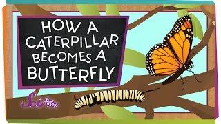 How Does a Caterpillar Become a Butterfly? | Amazing Animals | Spring is Here | SciShow Kids