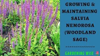 Update on my Salvia nemorosa started from bare roots ~ Growing & maintaining Salvia (Sage) plant