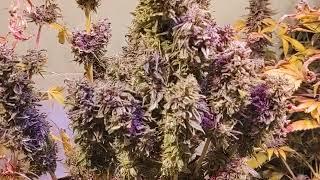 STRAWBERRY PURPLE DAWN - GIANT BUDS, PURPLE   "GIGANTIC" COLA,   MUST SEE