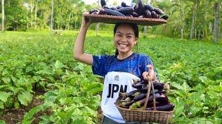 Harvesting Eggplant [Farm to Table] and cooked in different dishes  [Lasagna, Katsu, Adobo, Pakbet]