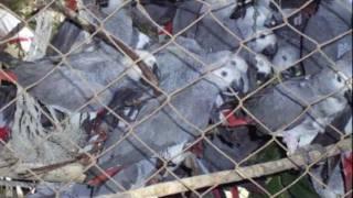 Interview with Boyd Matson on the Unethical Trade in Wild African Grey Parrots...