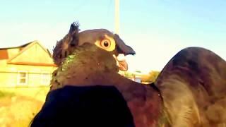 Узбекские Двухчубые ,Носочубые голуби,Россия Астрахань! Uzbek pigeons,Russia Astrachan!