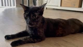 The Kitten Chronicles