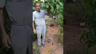 طريقه التجذير الهوائي للتين بعد شهر هذه النتائج