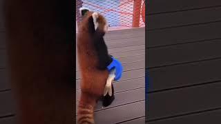 Cute #redpanda play with your bucket of fish