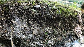 Ancient Florida Shell Midden