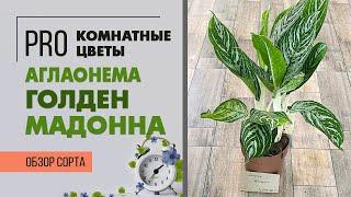 Аглаонема Голден Мадонна - обзор пестролистной красавицы | Большая аглаонема для  озеленения.