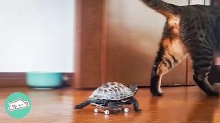 Tiny Turtle Follows Cat On a Skateboard | Cuddle Buddies