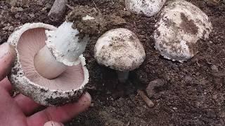 Agaricus bitorquis & Agaricus bisporus special funghi.