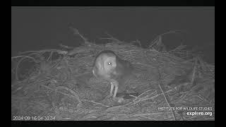 Close up views of Barn Owl visits to the Sauces Canyon nest (Part 1)️ Santa Cruz Island, 9-16-24