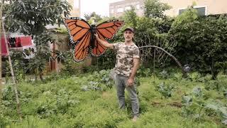 Maior borboleta monarca do mundo capturada no Porto.